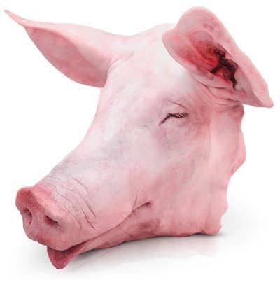 Cabeza de cerdo.